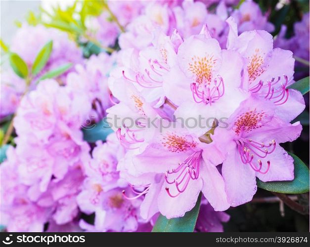 Rhododendron flower, magenta color, at closeup