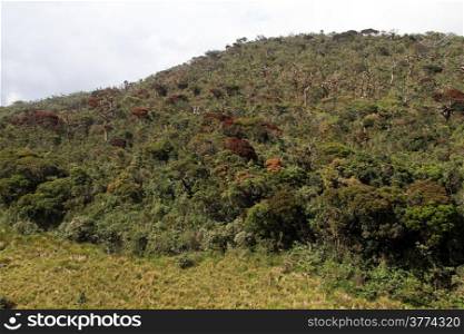 Rhododendron forest in the Horton plains national park, Sri Lanka
