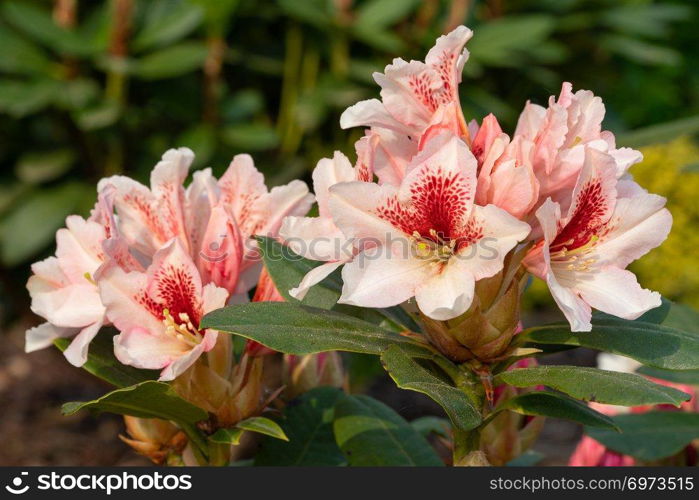 Rhododendron Hybrid Amber Kiss (Rhododendron hybride)