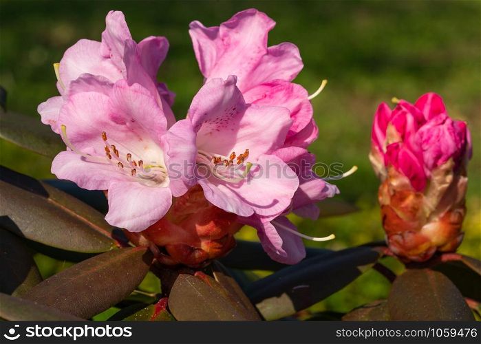 Rhododendron Hybrid (Rhododendron hybrid), close up of the flower head