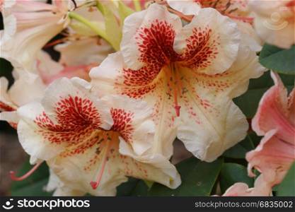 Rhododendron Hybride Peggy, herald of spring, flower of the gardens