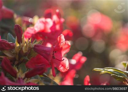 Rhododendron in the botanical garden in spring season