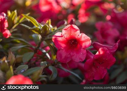 Rhododendron in the botanical garden in spring season
