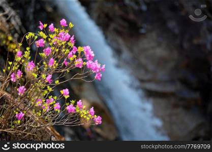 Rhododendron Mucronulatum Korean Rhododendron flower with Biryong Falls Waterfall in Seoraksan National Park, South Korea. Biryong Falls watrefall