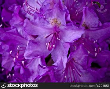 Rhododendron-pink. large rhododendrons bloom in dark pink