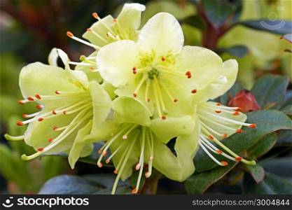 Rhododendron Princess Anne, Rhododendron hanceanum