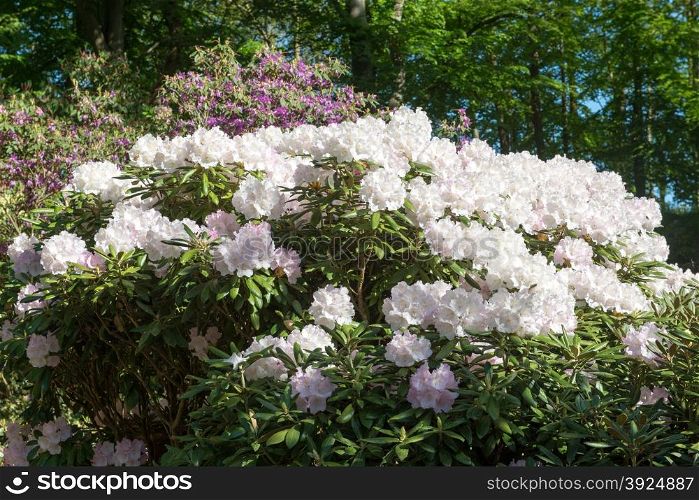 Rhododendron tree. Rhododendron tree with white flowers in a forest