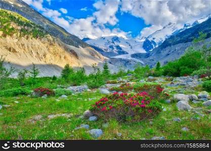 Rhododendrons in the Swiss Alps in the green beneath glaciers in the summer