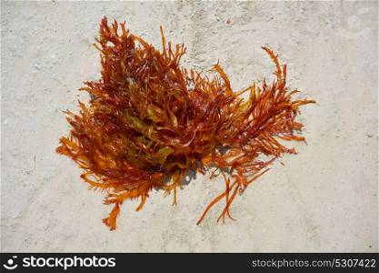 Rhodophyta red algae in Quintana Roo of Mexico