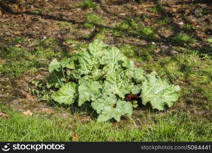 Rhubarb plant growing a garden with green grass in the spring