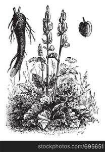 Rhubarb, vintage engraved illustration. La Vie dans la nature, 1890.