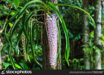 Rhynchostylis retusa Rare species wild orchids in forest of Thailand