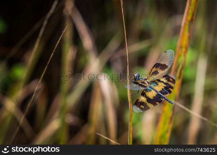 Rhyothemis variegata,is a species of dragonfly on the grass.