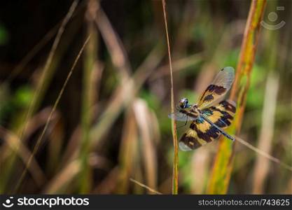 Rhyothemis variegata,is a species of dragonfly on the grass.