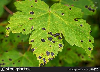 Rhytisma acerinum on a maple leaf. It is a plant pathogen that commonly affects sycamores and maples in late summer and autumn, causing tar spot