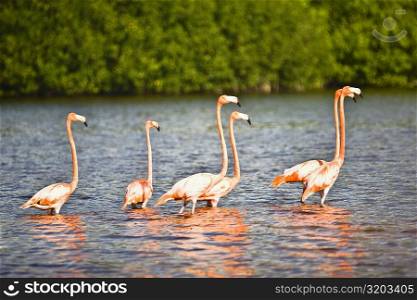 Ria De Celestum birds standing in water, Yucatan, Mexico