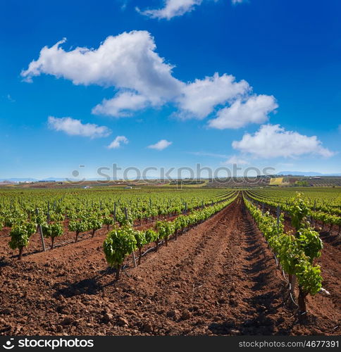 Ribera del Guadiana vineyards in Extremadura of Spain