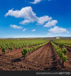 Ribera del Guadiana vineyards in Extremadura of Spain