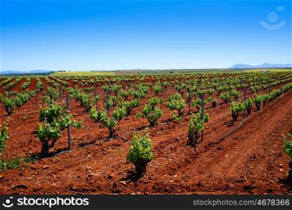 Ribera del Guadiana vineyards in Extremadura of Spain