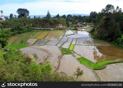 Rica terraces and batak grave in Samosir island, Indonesia