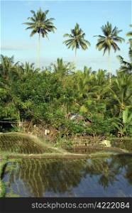Rice and palm trees near Ubud, bali