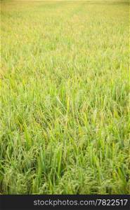 Rice and rice fields. Grains of rice in the rice fields. Agricultural areas.&#xA;