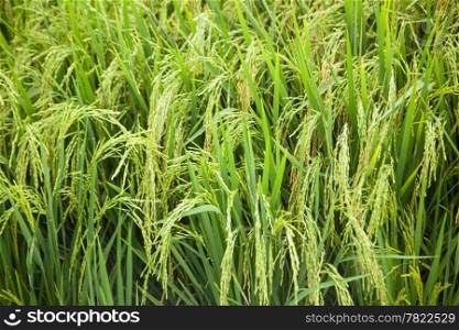 Rice and rice fields. Grains of rice in the rice fields. Agricultural areas.&#xA;