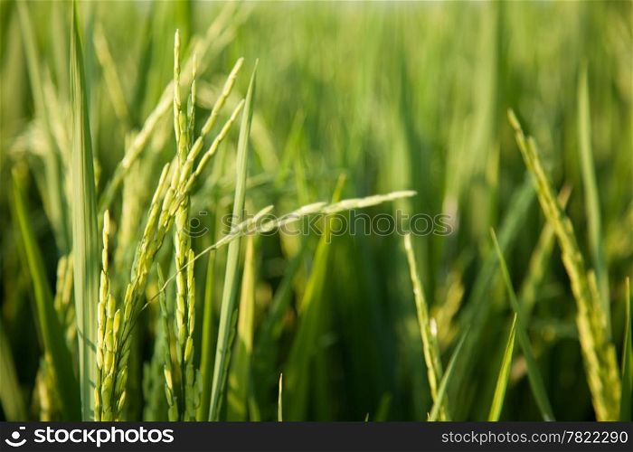 Rice and rice fields. Rice grown in the green fields. Agricultural crops.