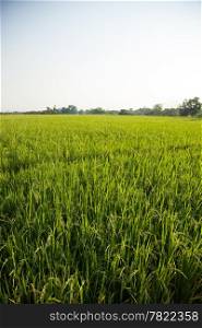 Rice and rice fields. Rice grown in the green fields. Agricultural crops.