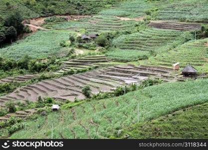 Rice and tea plantations in Yunnan, China