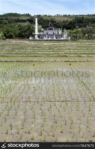 Rice and the field and batak grave on the Samosir island, Indonesia