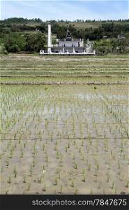 Rice and the field and batak grave on the Samosir island, Indonesia