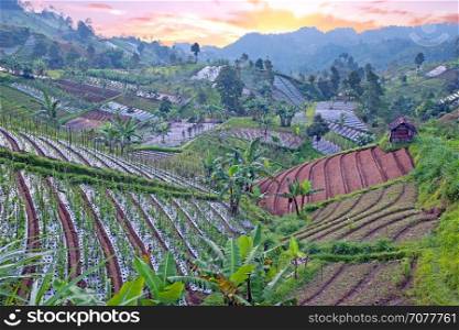 Rice and vegetable fields in the countryside from Java in Indonesia at sunset