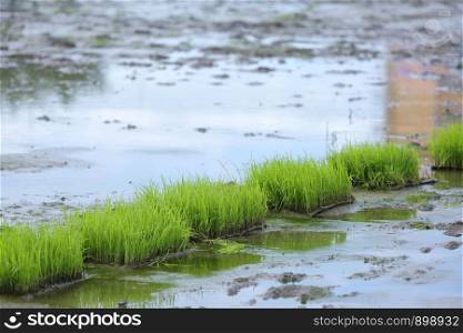 Rice Berry organic rice seedlings on the mud at the farmland.