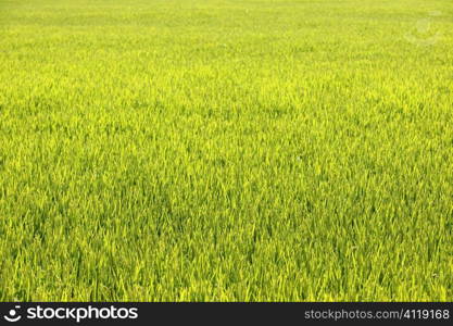 Rice cereal green fields
