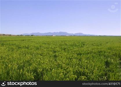 Rice cereal green fields