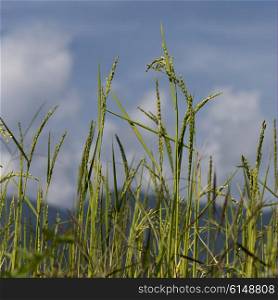 Rice crop in a field, Punakha, Punakha Valley, Punakha District, Bhutan