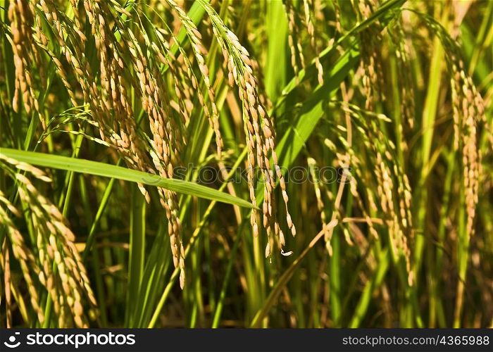 Rice crop in a field, XingPing, Yangshuo, Guangxi Province, China