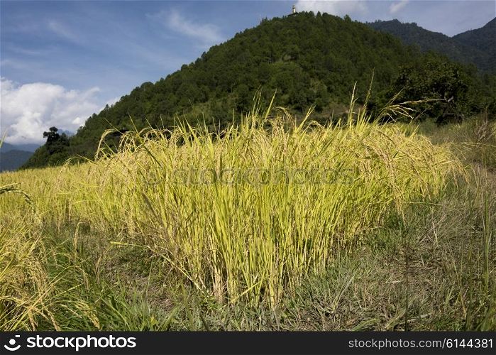 Rice crop in field, Punakha, Punakha Valley, Punakha District, Bhutan
