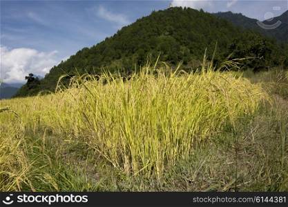 Rice crop in field, Punakha, Punakha Valley, Punakha District, Bhutan