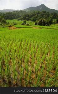 Rice crop in fields, Doi inthanon, Thailand