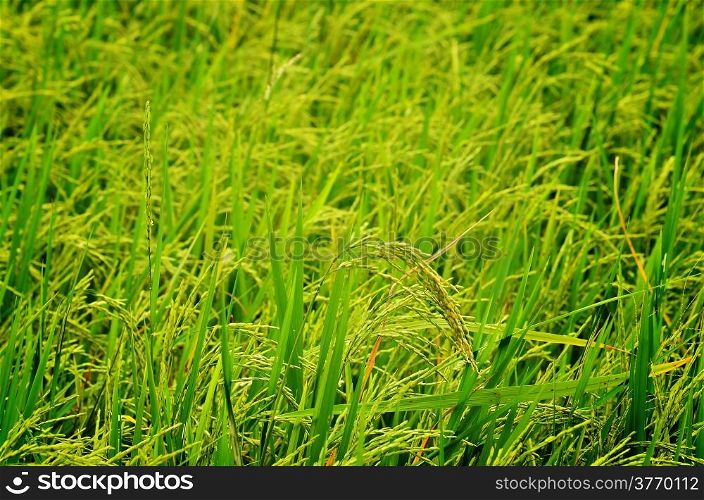 rice crop ready for harvest