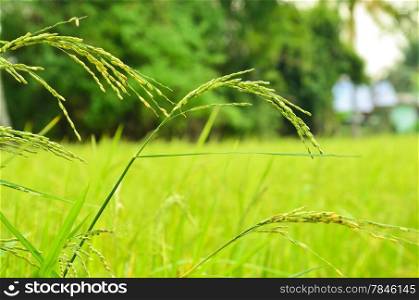 rice crop ready for harvest