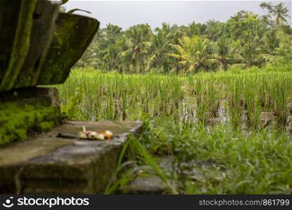 Rice cultivation in Bali by agriculture with irrigation and plant of rice