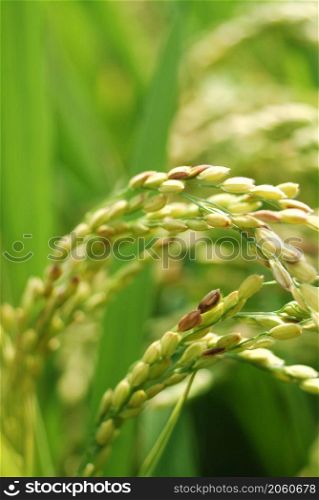Rice ear