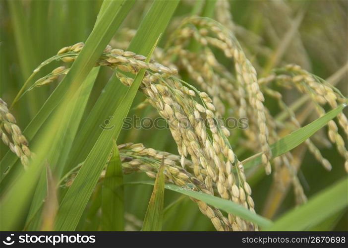 Rice ear