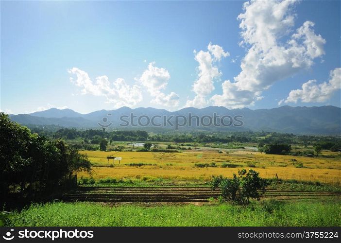 Rice Farm in Northern , Thailand