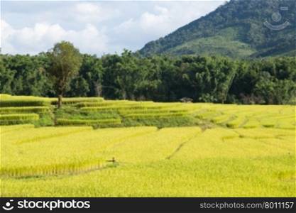 Rice farm on the mountain Agricultural cultivation on the mountain. The mountains and forests