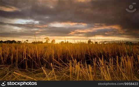 Rice farm. Stubble in field after harvest. Dried rice straw in farm. Landscape of rice farm with golden sunset sky and dark clouds. Beauty in nature. Rural scene of rice farm. Agriculture land. 