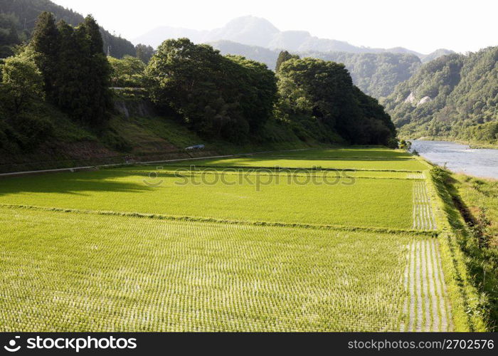 Rice field